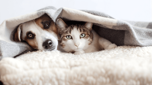 How to Keep Your Cat Warm and Cozy This Winter