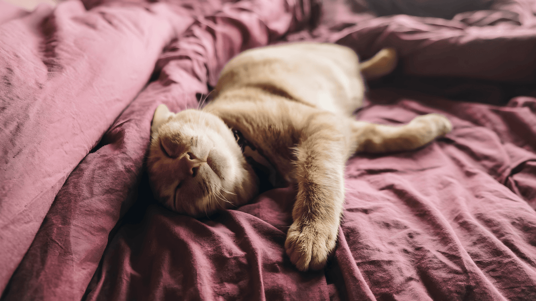 Why Your Pet Deserves a Cozy Cave Bed