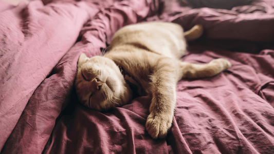 Why Your Pet Deserves a Cozy Cave Bed
