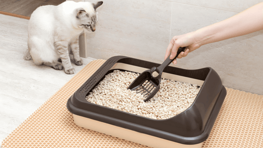 Why Every Cat Needs a Litter Mat: Clean Home Tips